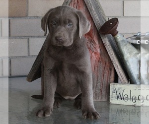 Labrador Retriever Puppy for sale in FREDERICKSBURG, OH, USA