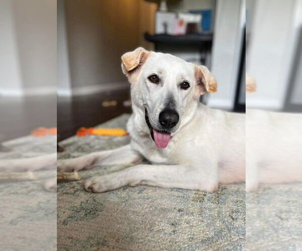 Medium Photo #4 Labrador Retriever-Unknown Mix Puppy For Sale in Brewster, NY, USA