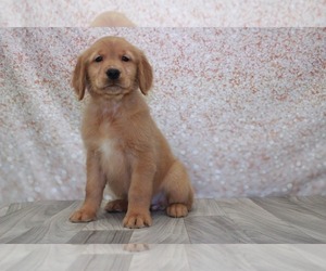 Golden Retriever Puppy for sale in MARIETTA, GA, USA