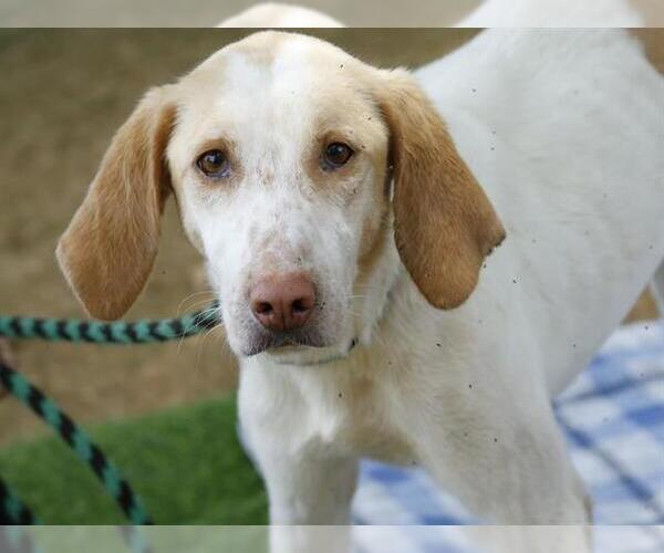Medium Photo #2 Treeing Walker Coonhound-Unknown Mix Puppy For Sale in Tallahassee, FL, USA