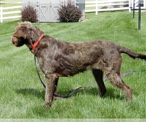 Mother of the Miniature Labradoodle puppies born on 03/04/2025