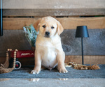 Puppy Parker Golden Labrador