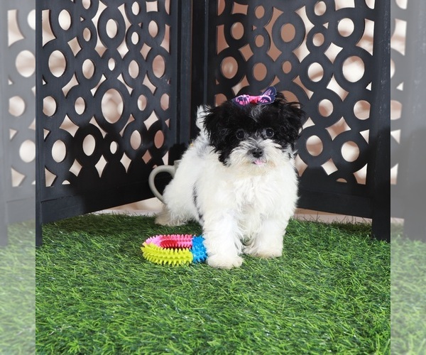 Medium Photo #3 Maltipoo (Toy) Puppy For Sale in MOUNT VERNON, OH, USA