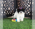 Small #2 Maltipoo (Toy)