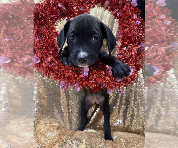 Medium Photo #1 Golden Retriever-Unknown Mix Puppy For Sale in Wenonah, NJ, USA