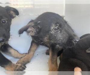 German Shepherd Dog-Irish Wolfhound Mix Dogs for adoption in Houston, TX, USA