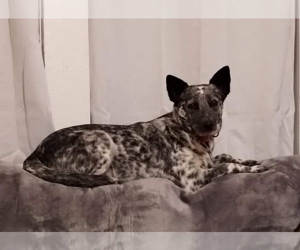 Medium Photo #1 Australian Cattle Dog Puppy For Sale in LAURENS, SC, USA