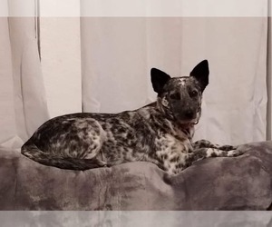 Mother of the Australian Cattle Dog puppies born on 04/28/2025