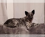 Small Photo #1 Australian Cattle Dog Puppy For Sale in LAURENS, SC, USA