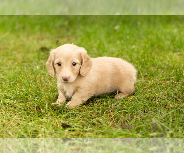 Medium Photo #2 Dachshund Puppy For Sale in MILFORD, IN, USA