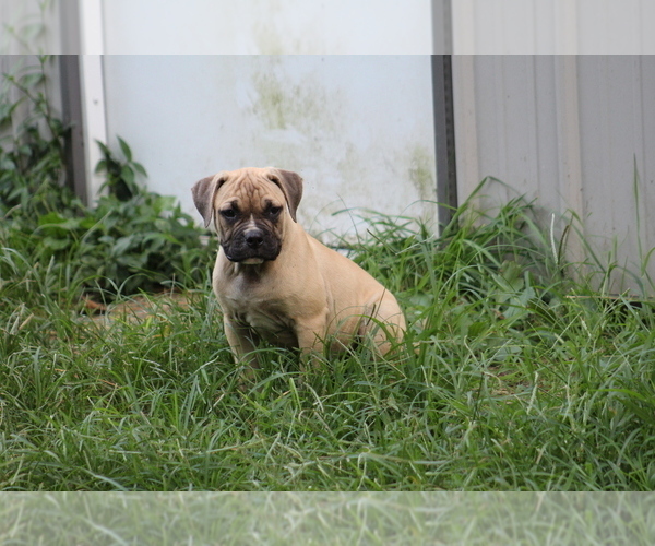 Medium Photo #6 American Bulldog Puppy For Sale in PARIS, TN, USA