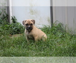 Small #5 American Bulldog