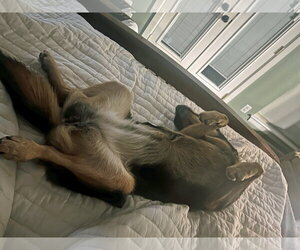 Mulan - Female Mutt Dog for Adoption - Photo #7
