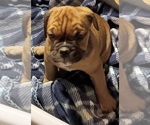 Small Photo #17 Olde English Bulldogge Puppy For Sale in WINGATE, NC, USA