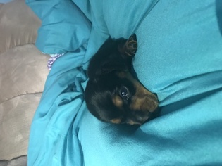 Dachshund Puppy for sale in RICHLANDS, NC, USA