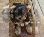 Small #10 Yorkshire Terrier