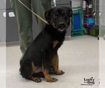 Small Photo #3 Labrador Retriever-Unknown Mix Puppy For Sale in Washington, DC, USA