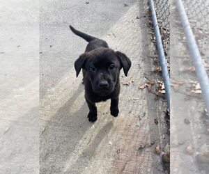 Mutt Dogs for adoption in Elmsford, NY, USA