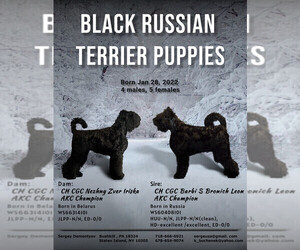 Father of the Black Russian Terrier puppies born on 01/28/2022