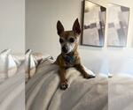 Small #7 Chihuahua