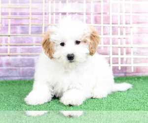Lhasa-Poo Puppy for sale in BEL AIR, MD, USA