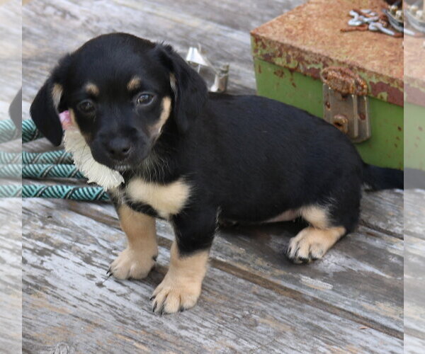 Medium Photo #1 Dachshund Puppy For Sale in Bandera, TX, USA