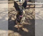 Bonnie - Female German Shepherd Dog Dog for Adoption - Small photo