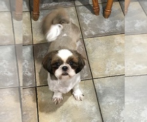 Mother of the Shih Tzu puppies born on 04/12/2019