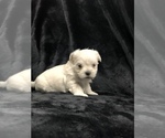 Small Photo #4 Maltipoo Puppy For Sale in AVE MARIA, FL, USA