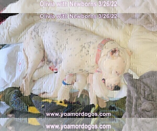 Medium Photo #14 Dogo Argentino Puppy For Sale in JANE, MO, USA