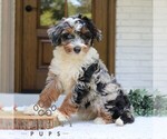Small #2 Bernedoodle (Miniature)