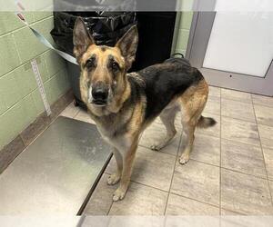 German Shepherd Dog-Unknown Mix Dogs for adoption in Grand Prairie, TX, USA