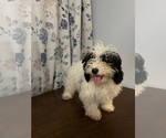 Small #23 Cavapoo-Poodle (Miniature) Mix