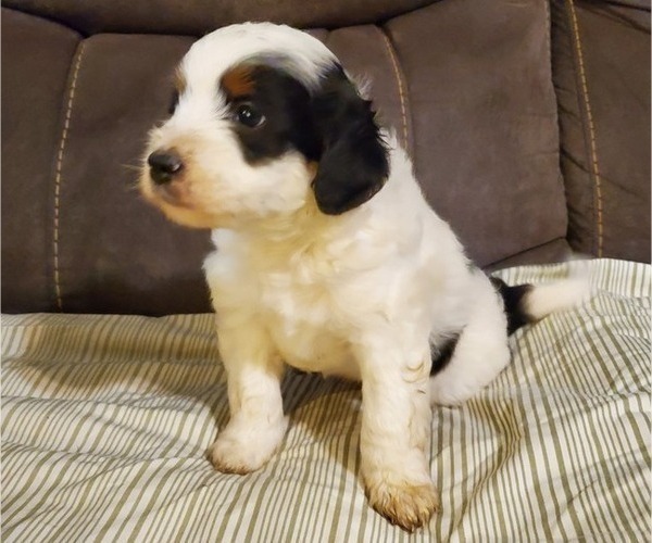 Medium Photo #3 Bernedoodle (Miniature) Puppy For Sale in LEETONIA, OH, USA