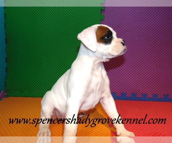 Medium Photo #2 Boxer Puppy For Sale in CABOOL, MO, USA