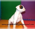 Small #1 Boxer