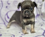 Image preview for Ad Listing. Nickname: Paisley