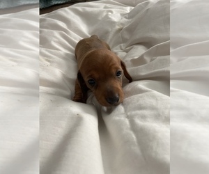 Dachshund Puppy for sale in DOUGLAS, GA, USA