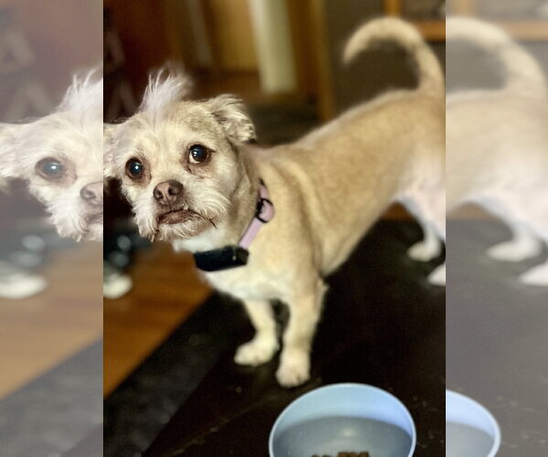 Medium Photo #8 Mutt Puppy For Sale in Wheaton, IL, USA