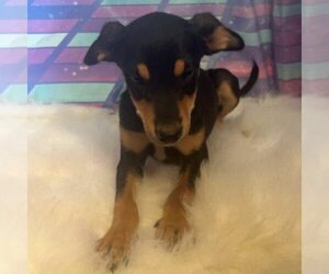 Medium Dachshund-Labrador Retriever Mix