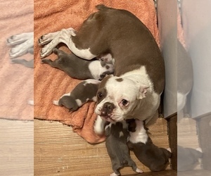 Mother of the Boston Terrier puppies born on 10/31/2023