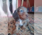 Puppy Pick of the Lit Dachshund