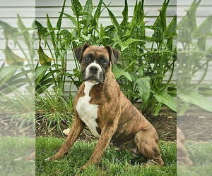 Medium Boxer