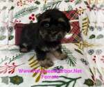 Puppy Darla Havanese