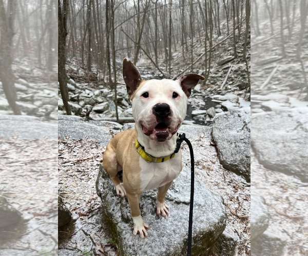 Medium Photo #2 American Bulldog-Labrador Retriever Mix Puppy For Sale in Rockaway, NJ, USA