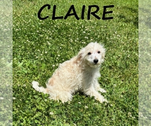 Medium Photo #3 Schnoodle (Miniature) Puppy For Sale in HARTLAND, MN, USA