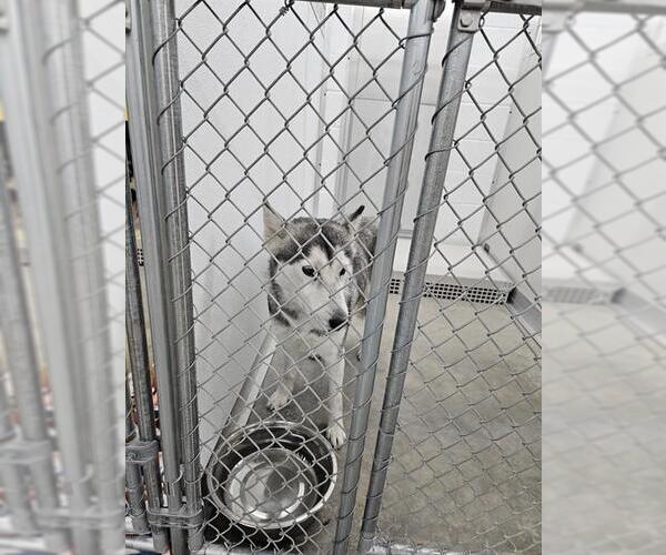 Medium Photo #1 Siberian Husky Puppy For Sale in Temple, TX, USA