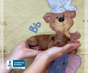 Poodle (Toy) Dog for Adoption in WINNSBORO, Louisiana USA