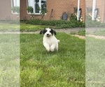 Small #7 Bernedoodle
