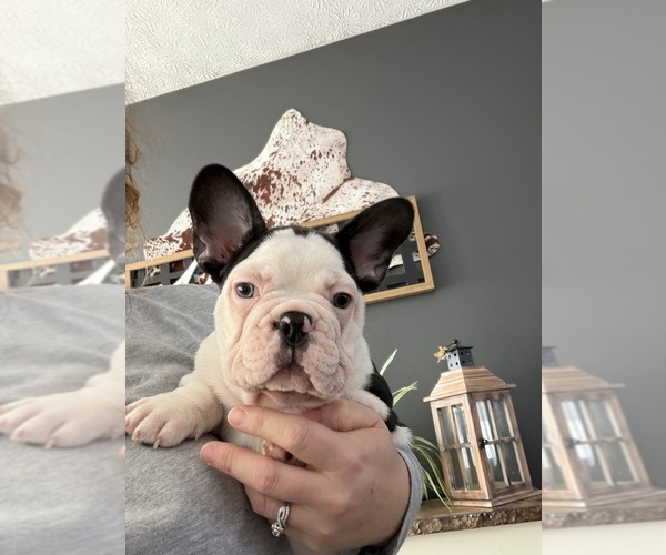 Medium Photo #7 French Bulldog Puppy For Sale in FOUNTAIN CITY, IN, USA